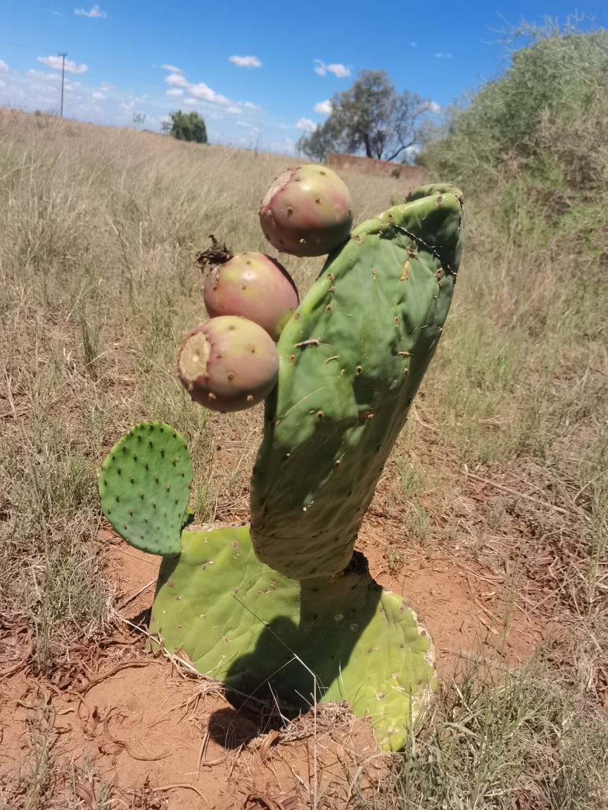 Commercial Property for Sale in Bultfontein Rural Free State